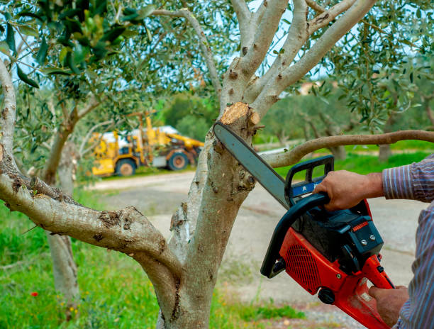 Tree Branch Trimming in Portland, ME